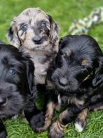 Australian Labradoodle X Aussiedoodle pups, Dieren en Toebehoren, Honden | Retrievers, Spaniëls en Waterhonden, CDV (hondenziekte)
