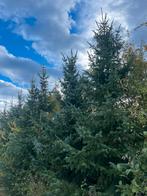 Kerstbomen, Tuin en Terras, Planten | Bomen, Ophalen, Volle zon, Overige soorten, Minder dan 100 cm