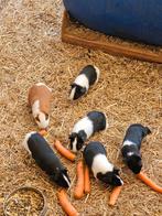 5 zwart witte cavia broers, Dieren en Toebehoren, Knaagdieren, April, Mannelijk, Cavia