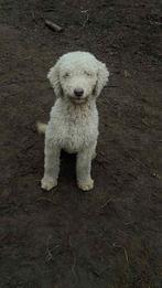 Labradoodle, Dieren en Toebehoren, Honden | Chihuahua's en Gezelschapshonden, Poedel, Rabiës (hondsdolheid), Teef, Eén hond