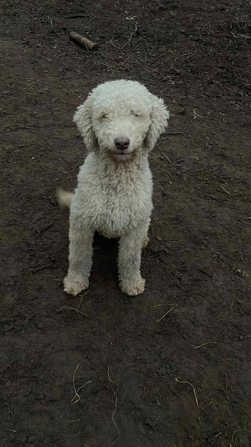 Labradoodle, Dieren en Toebehoren, Honden | Chihuahua's en Gezelschapshonden, Teef, Poedel, Particulier, Eén hond, Nederland, 3 tot 5 jaar
