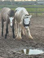 Gezocht stalling en weidegang, Stalling