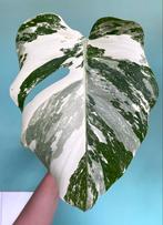 Topkwaliteit, witte Monstera Albo Variegata stek / marble, Ophalen, Overige soorten