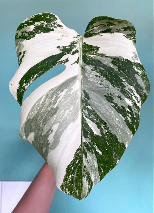Topkwaliteit, witte Monstera Albo Variegata stek / marble, Huis en Inrichting, Kamerplanten, Overige soorten, Ophalen