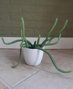 Slangen Cactus in Pot, Ophalen, Cactus, In pot, Minder dan 100 cm