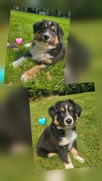 Australian shepherd pups, Dieren en Toebehoren, Honden | Herdershonden en Veedrijvers, Overige rassen, 8 tot 15 weken, Meerdere