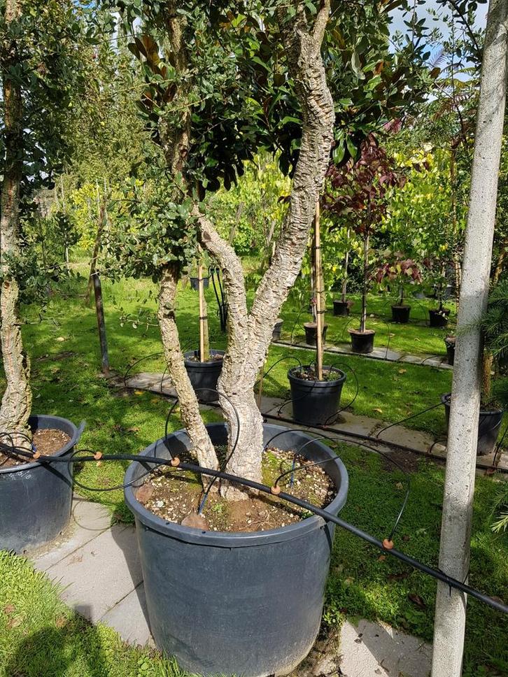 Quercus Suber / mediterrane kurkeik / multistam ‼️‼️, Tuin en Terras, Planten | Bomen, Bolboom, 400 cm of meer, Volle zon, Bloeit niet