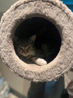 Kittens te koop, Dieren en Toebehoren, Meerdere dieren, Kortharig, 0 tot 2 jaar