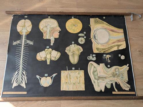 Anatomie Schoolplaat Zintuigen - Bernard de Meulder, Antiek en Kunst, Antiek | Schoolplaten, Natuur en Biologie, Ophalen