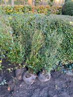 5 liguster boompjes voor haag, Ophalen of Verzenden, Liguster, Haag, 100 tot 250 cm