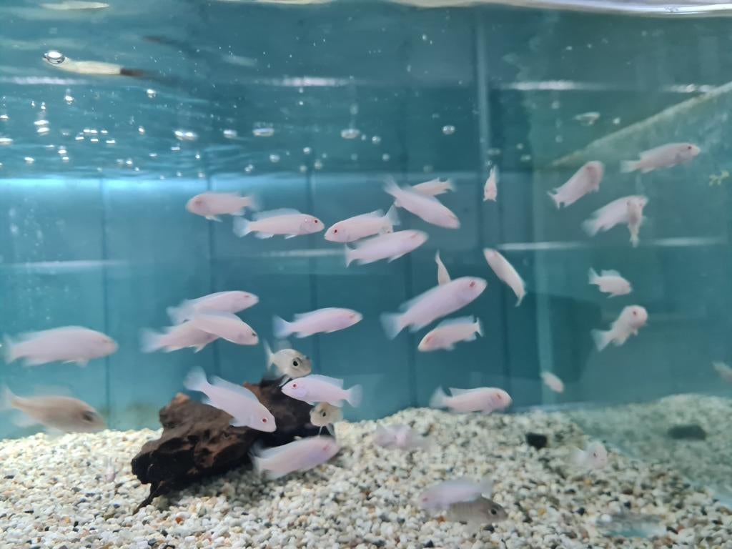 Pseudotropheus Socolofi Albino Malawi Cichliden