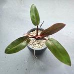 Philodendron Prince of Orange op hydrocultuur, Ophalen of Verzenden, Overige soorten, Minder dan 100 cm