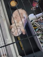 Liever hangoor konijn, Mannelijk, Hangoor