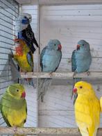 Koppel pracht rosela.s, Dieren en Toebehoren, Vogels | Parkieten en Papegaaien, Meerdere dieren, Parkiet