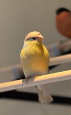 Gezocht ( Bruinpastel geel  pop of split voor geel ), Dieren en Toebehoren, Vogels | Overige Vogels, Vrouwelijk, Wildzangvogel