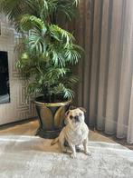 Dekreu aangeboden, 6 jaar of ouder, Reu, Eén hond, Rabiës (hondsdolheid)