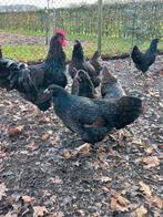 Dubbelgezoomde barnevelder barnevelders hennen, Dieren en Toebehoren, Pluimvee, Vrouwelijk, Kip