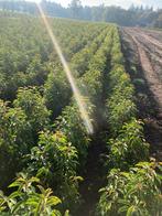 Gezocht: partijen plantgoed p9, Tuin en Terras, Planten | Bomen, Ophalen, Bloeit niet, Halfschaduw, Overige soorten