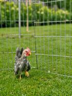 Ayam serama haantje, Dieren en Toebehoren, Pluimvee, Mannelijk, Kip