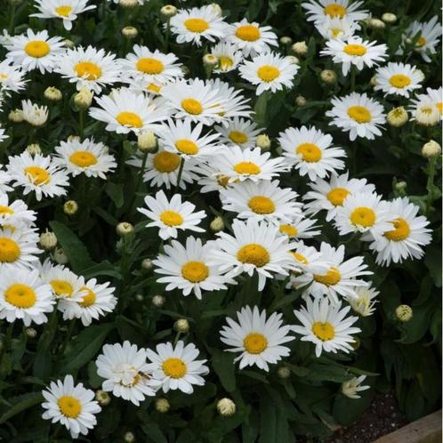 Leucanthemum hoge margriet, vaste plant, bodembedekker, Tuin en Terras, Planten | Tuinplanten, Bodembedekkers, Halfschaduw, Zomer