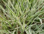 Uit de biologische moestuin: Zegge, siergras., Volle zon, Vaste plant, Siergrassen, Ophalen of Verzenden