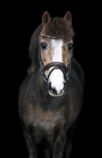 A pony Kinderpony & schoolmaster, Dieren en Toebehoren, Pony's, Gechipt, Ruin, A pony (tot 1.17m), 11 jaar of ouder