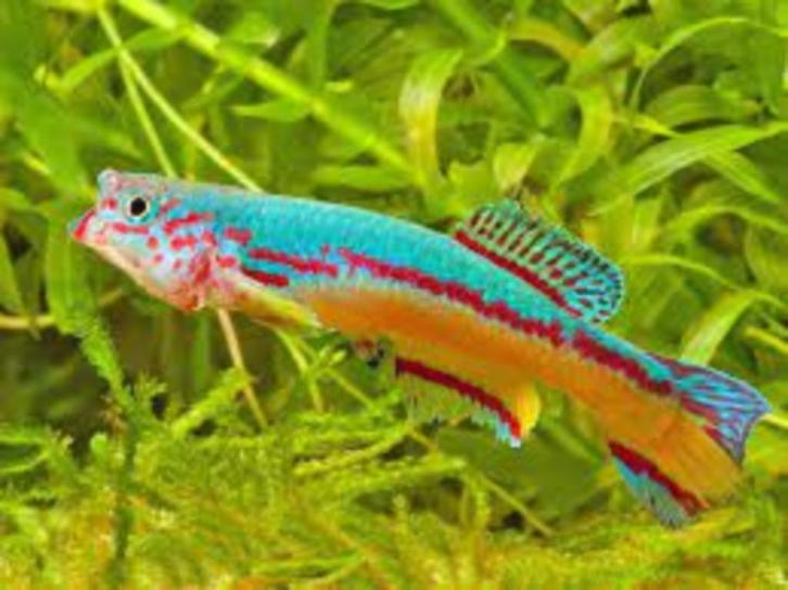 Killivis Fundulopanchax amieti per paar- Koidream Valburg, Dieren en Toebehoren, Vissen | Aquariumvissen, Zoetwatervis, Vis