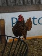 Sebright haan, Dieren en Toebehoren, Pluimvee, Mannelijk, Kip