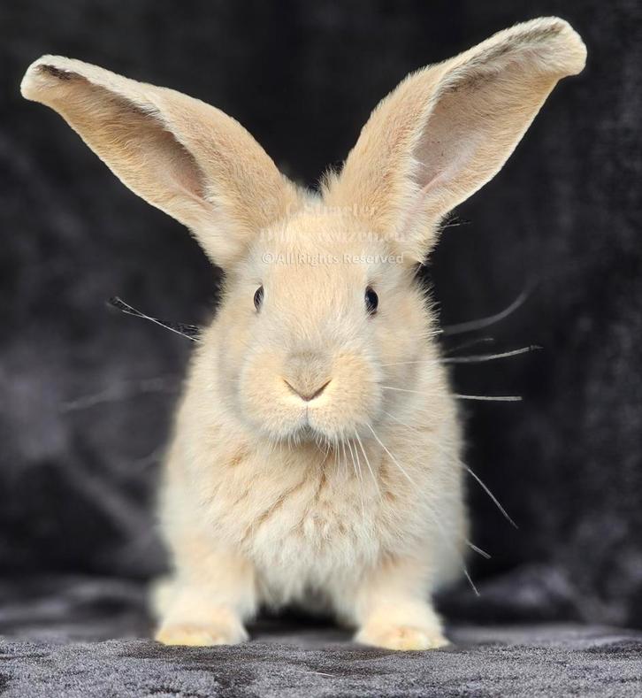 Duitse reuzen Rambo junior bloedlijn Rammetjes., Dieren en Toebehoren, Konijnen, Groot, Meerdere dieren, 0 tot 2 jaar