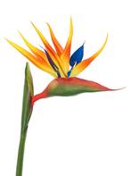 STRELITZIA - PARADIJS VOGEL BLOEM - REAL TOUCH, Ophalen of Verzenden, Nieuw