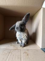 Mini lop hangoor konijntjes 8 weken oud, Dieren en Toebehoren, Konijnen, Meerdere dieren, Dwerg, Hangoor