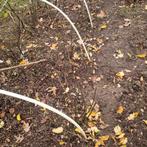 Rode bessen planten, Ophalen of Verzenden