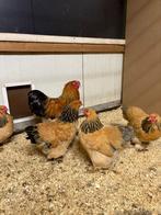 Brahma kriel, Dieren en Toebehoren, Pluimvee, Meerdere dieren, Kip