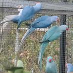 Halsbandparkieten: Bleekstaart Violet pop, Dieren en Toebehoren, Vogels | Parkieten en Papegaaien, Vrouwelijk, Parkiet