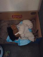 Lieve maincoon kittens te koop, Dieren en Toebehoren, Katten en Kittens | Raskatten | Langhaar, Meerdere dieren