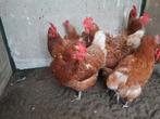 Mooie Isa Brown leghennen, Vrouwelijk, Kip
