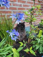 Herplaatsing poes Maincoon x ragdoll, Dieren en Toebehoren, Poes, Gechipt, 6 jaar of ouder
