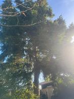 Grote boom/ Denneboom, Tuin en Terras, Planten | Bomen, Ophalen, Volle zon, Overige soorten, 400 cm of meer
