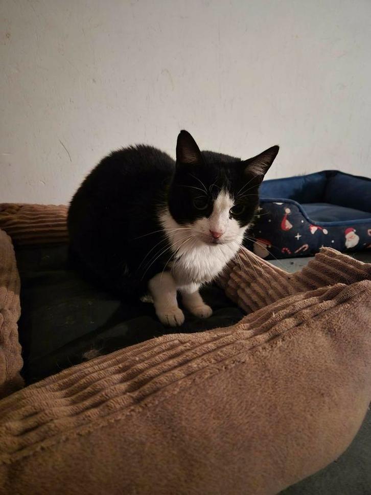 Lieve Kira van 10 jaar wacht nog op haar eigen familie, Dieren en Toebehoren, Katten en Kittens | Overige Katten, Kortharig, Poes