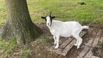 Dwerggeit 3 jaar oud, Dieren en Toebehoren, Vrouwelijk