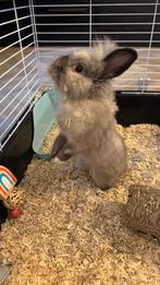Teddy dwerg konijn, Dieren en Toebehoren, Konijnen, Mannelijk, Dwerg