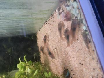 Corydoras aeneus eigen kweek  beschikbaar voor biedingen