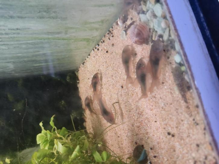 Corydoras aeneus eigen kweek, Dieren en Toebehoren, Vissen | Aquariumvissen, Zoetwatervis, Vis, Schoolvis