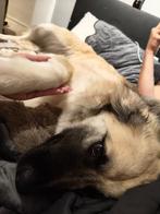 Lieve Kangal (Turkse herder pup) bijna 9maandjes, Dieren en Toebehoren, Honden | Herdershonden en Veedrijvers, 15 weken tot 1 jaar