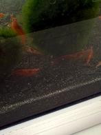 Cherry Garnalen 12 stuks, Kreeft, Krab of Garnaal