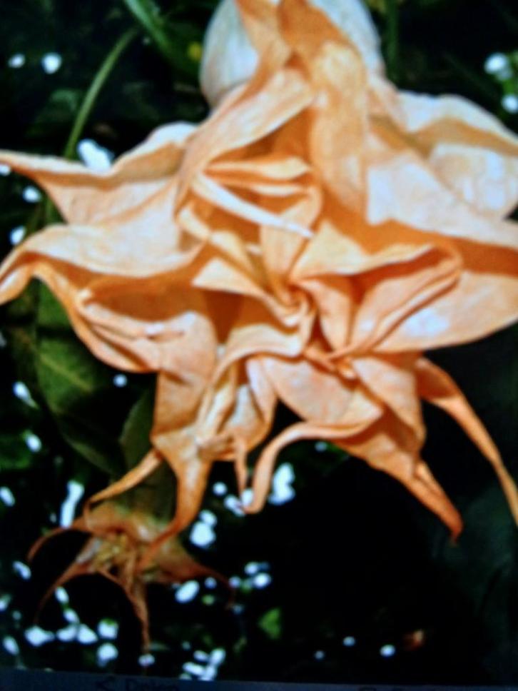 Brugmansia stekken, Tuin en Terras, Planten | Tuinplanten, Vaste plant, Overige soorten, Halfschaduw, Zomer, Ophalen of Verzenden