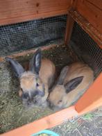 2 Thüringer konijnen gratis, Dieren en Toebehoren, Konijnen, Geslacht onbekend, Middelgroot, 0 tot 2 jaar