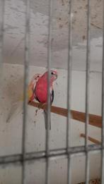 Bourkes. Pop lutino man rose opeline, Dieren en Toebehoren, Vogels | Parkieten en Papegaaien, Meerdere dieren, Parkiet