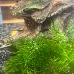 Garnalen 10 stuks €5,-, Kreeft, Krab of Garnaal, Zoetwatervis, Schoolvis