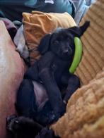 prachtige kruising vizla flacoutretriever meisje, Dieren en Toebehoren, Teef, Groot, Meerdere, Nederland